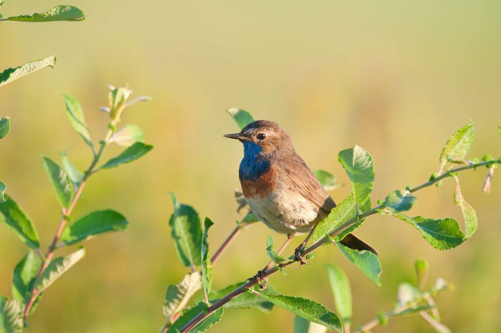Blaukehlchen sitzt auf einem Zweig