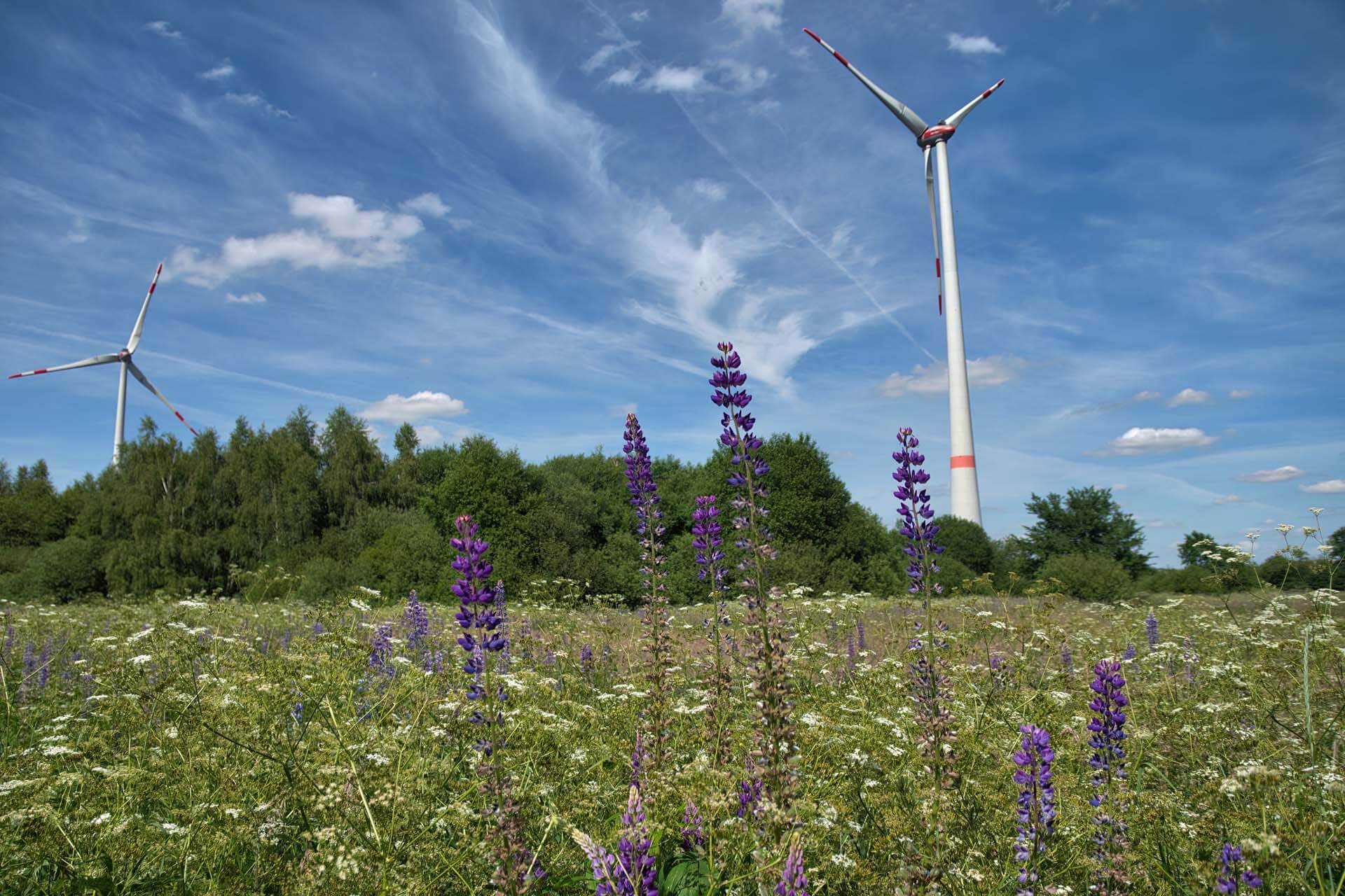 blühende Wiese mit Lupinen und Windrad im Hintergrund
