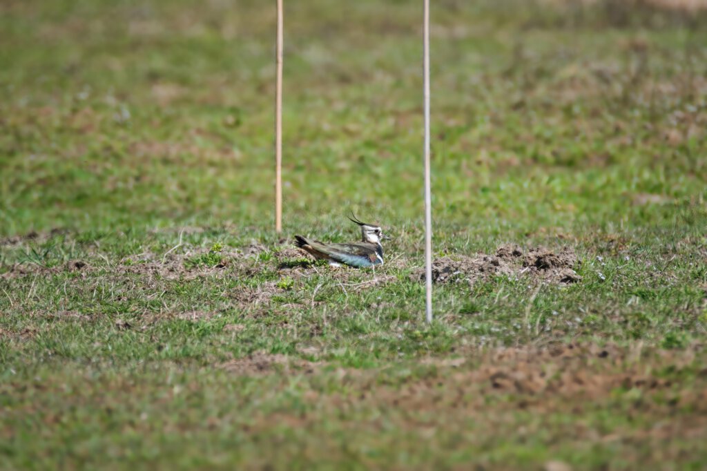 Kiebitz auf mit Stäben markiertes Nest