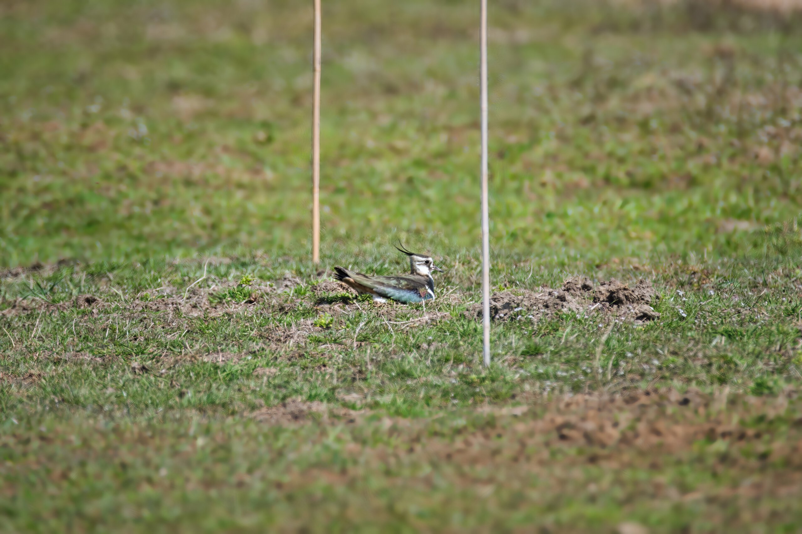 Kiebitz auf mit Stäben markiertes Nest