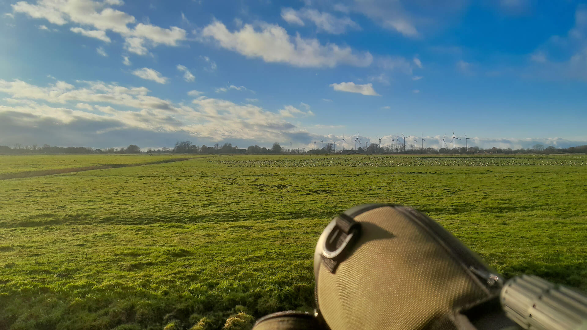 Trupp Gänse im Focus des Spektivs