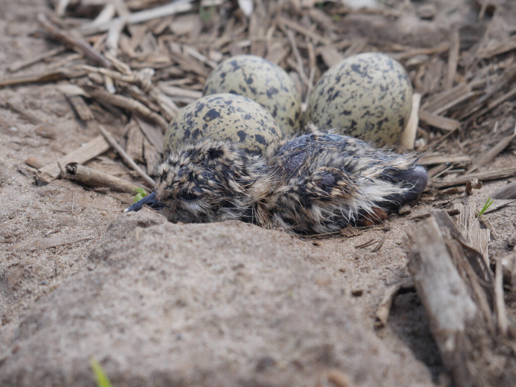 frisch geschlüpftes Kiebitzküken